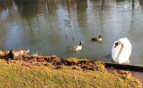 Ducks swimming in lake