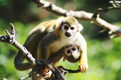 Close-up of monkey on tree branch in zoo