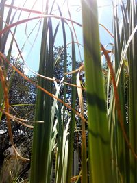 Low angle view of bamboo plants against sky