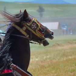 Close-up of a horse on field