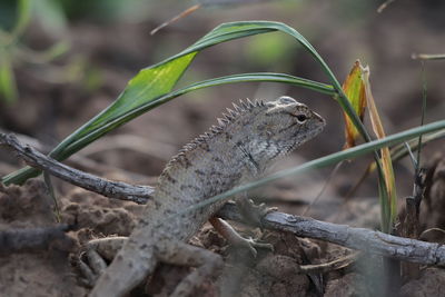 Close-up of lizard