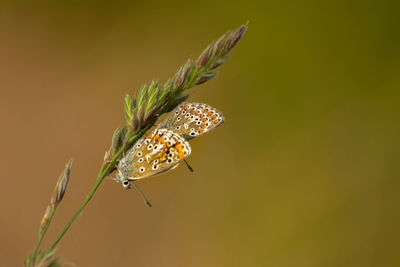 Close-up of butterfly on flower