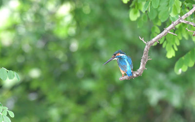 Close-up of bird perching on branch