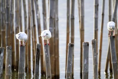 Seagulls perching on wooden post
