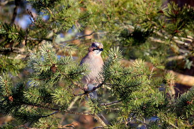 Bird perching on tree