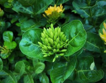 High angle view of flowering plant leaves