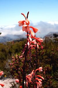 Close-up of red flowers blooming on field against sky