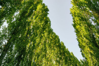 Low angle view of trees against sky