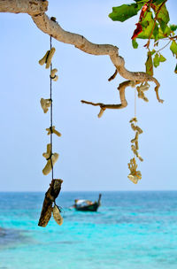 Mobile coral on tree at the beach in thailand.