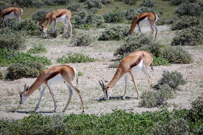 Side view of horse drinking water