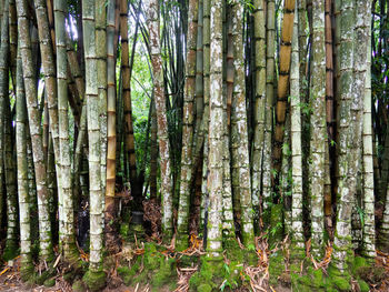 Bamboo trees in forest