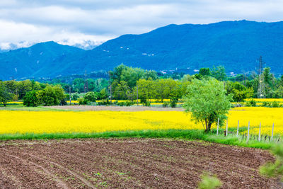 Scenic view of field against sky