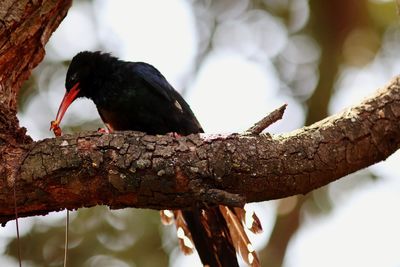 Close-up of bird perching on a branch