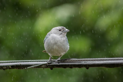 Close-up of bird perching on wire during rainy season