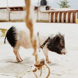 Dog standing on footpath