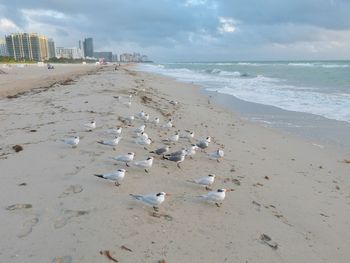 Terns perching on beach by buildings against sky