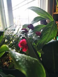 Close-up of potted plant