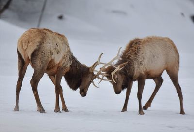 Close-up of deer on snow