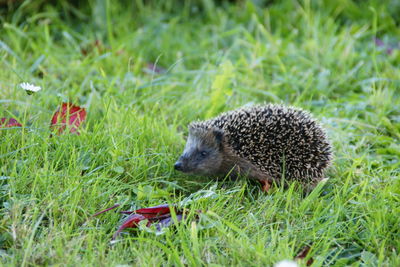 Close-up of an animal on grass