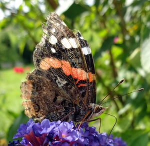 Close-up of butterfly on leaf