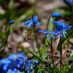 Close-up of insect on purple flowering plant