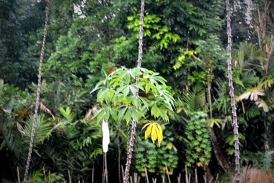 Close-up of plants hanging on tree