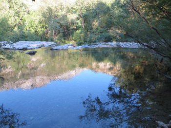 Scenic view of lake in forest