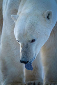 Close-up of polar bear sticking tongue out