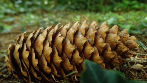 Close-up of plant against blurred background