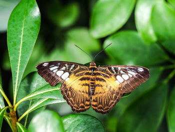 Butterfly perching on leaf