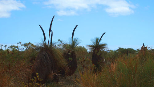 Plants on field against sky