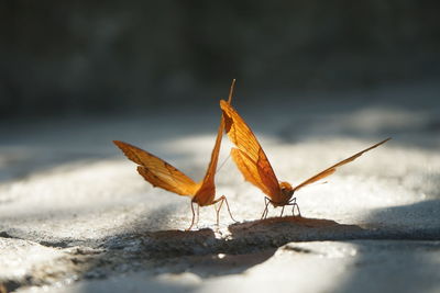 Close-up of insect on a land