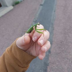 Midsection of person holding insect