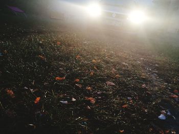 Illuminated field at night