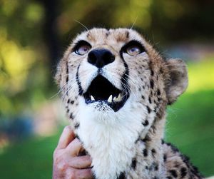 Close-up of hand holding cheetah at zoo