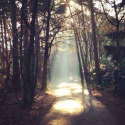 Sun shining through trees in forest