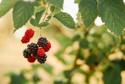Close-up of red berries growing on plant