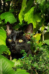 Close-up portrait of cat