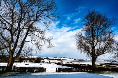 Bare trees against sky during winter