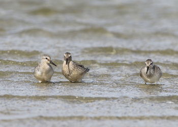 Ducks swimming in lake