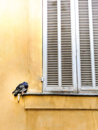 View of birds on building wall