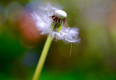 Close-up of dandelion flowers
