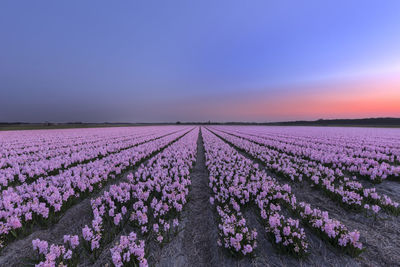 Purple flowers on field against sky during sunset