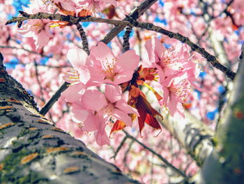 Close-up of pink cherry blossoms in spring