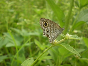Close-up of butterfly on leaf
