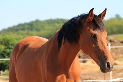 Close-up of horse standing on field against sky