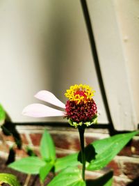 Close-up of flowers