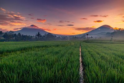 Scenic view of agricultural field against sky during sunset