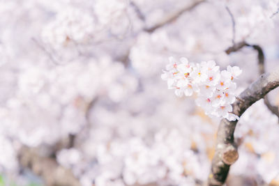 Close-up of white flowering plant