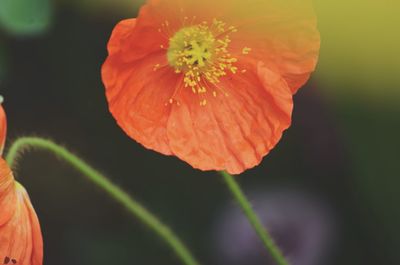 Close-up of red flowers